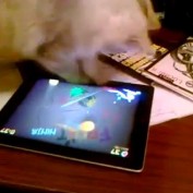 Un chat sait jouer à Fruit Ninja sur iPad