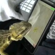 L’iPhone, le lézard et la grenouille